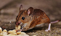 24 Hour & Emergency Exterminators in North Hills, NC